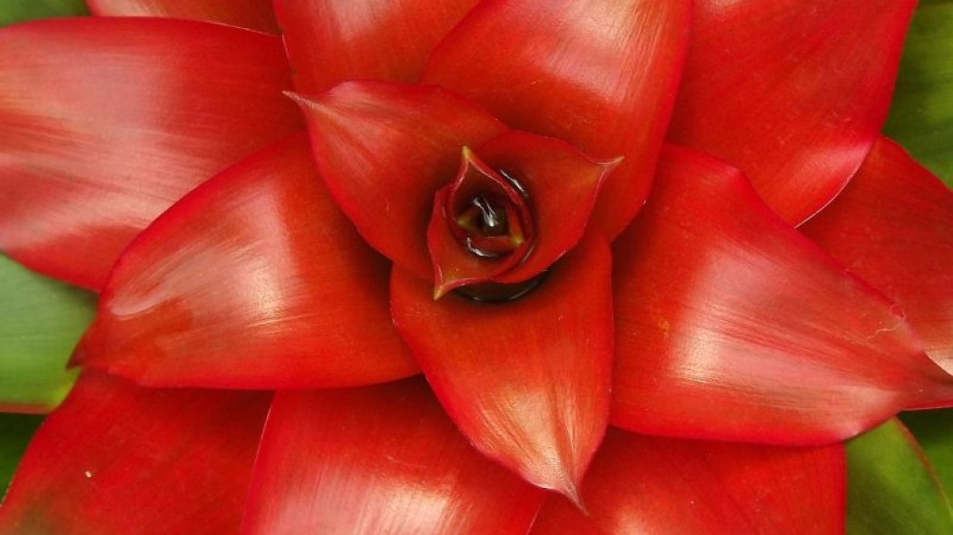 domowe rośliny ananasowate fot. Valeria Correa Val - Pixabay