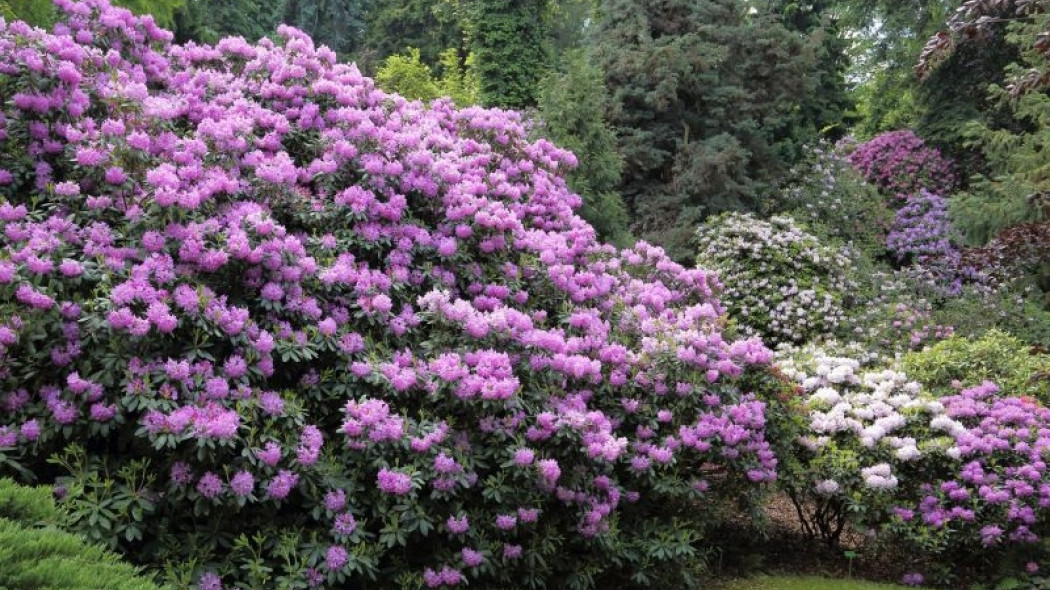 różaneczniki rododendrony w ogrodzie fot. Profotokris - Fotolia.com