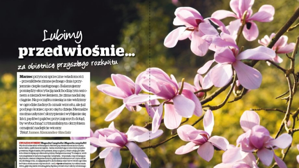 Magnolia Campbella