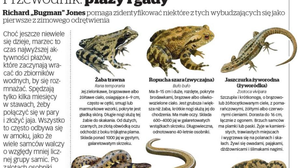 przewodnik - płazy i gady
