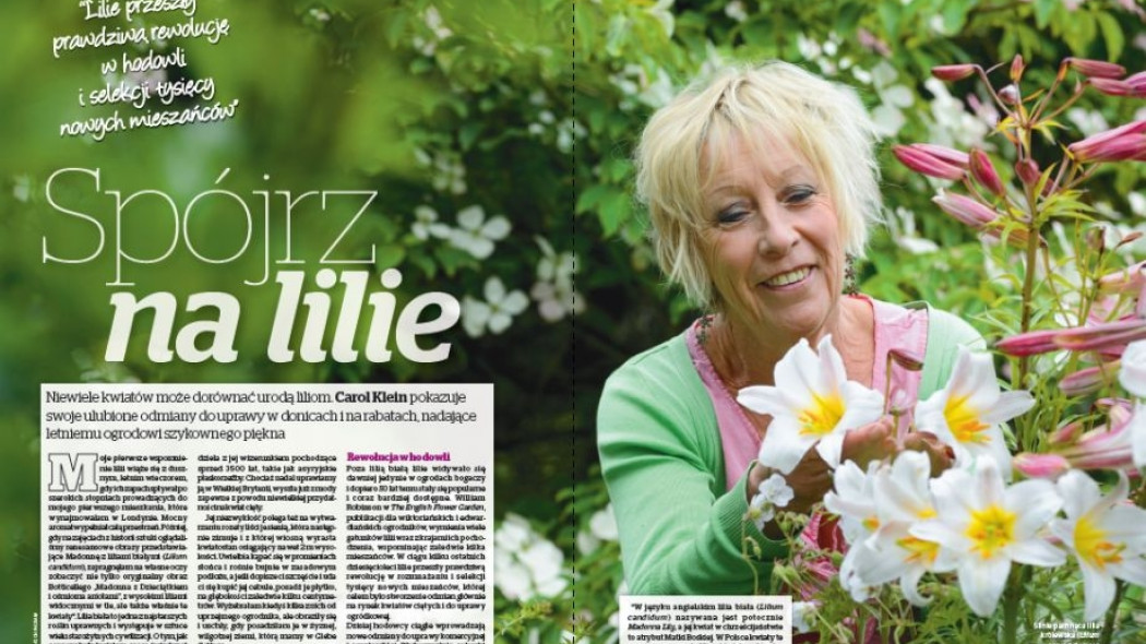 lilie ogrodowe