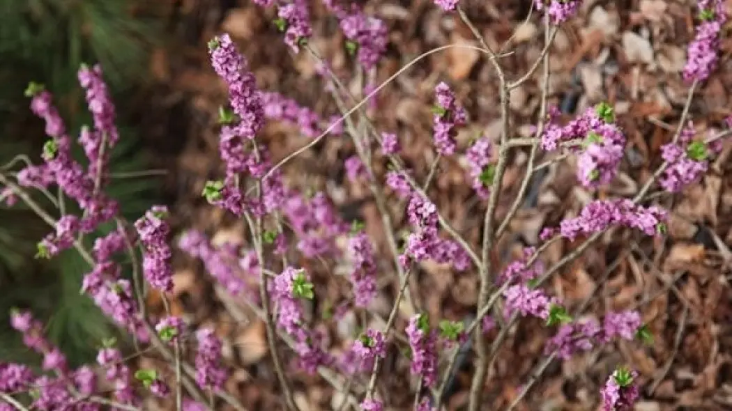 Daphne mezereum fot. Grzegorz Falkowski