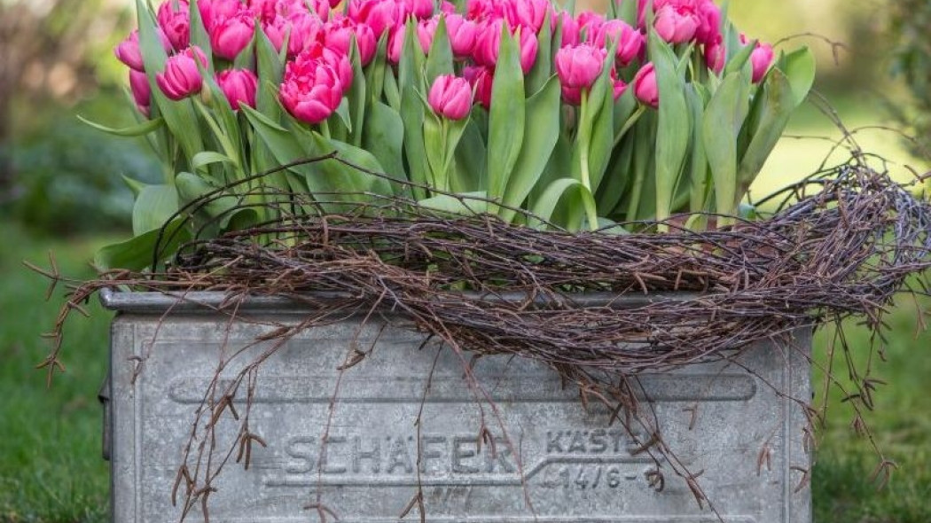 Tulipany w doniczkach