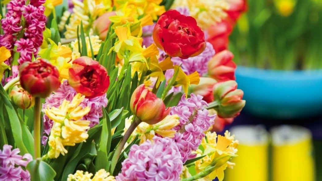 wiosenny bukiet fot. Flower Council Holland