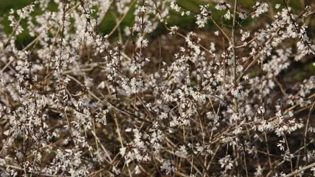 Abeliophyllum fot. Bronisław Jan Szmit Szkółka SZMIT