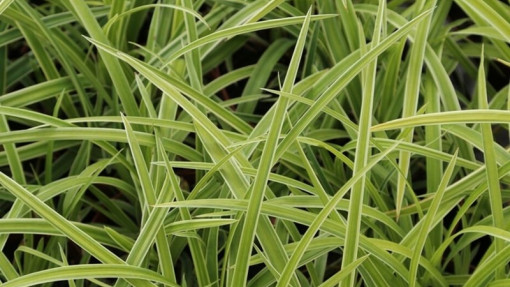 Turzyca Morrowa 'Ice Dance'