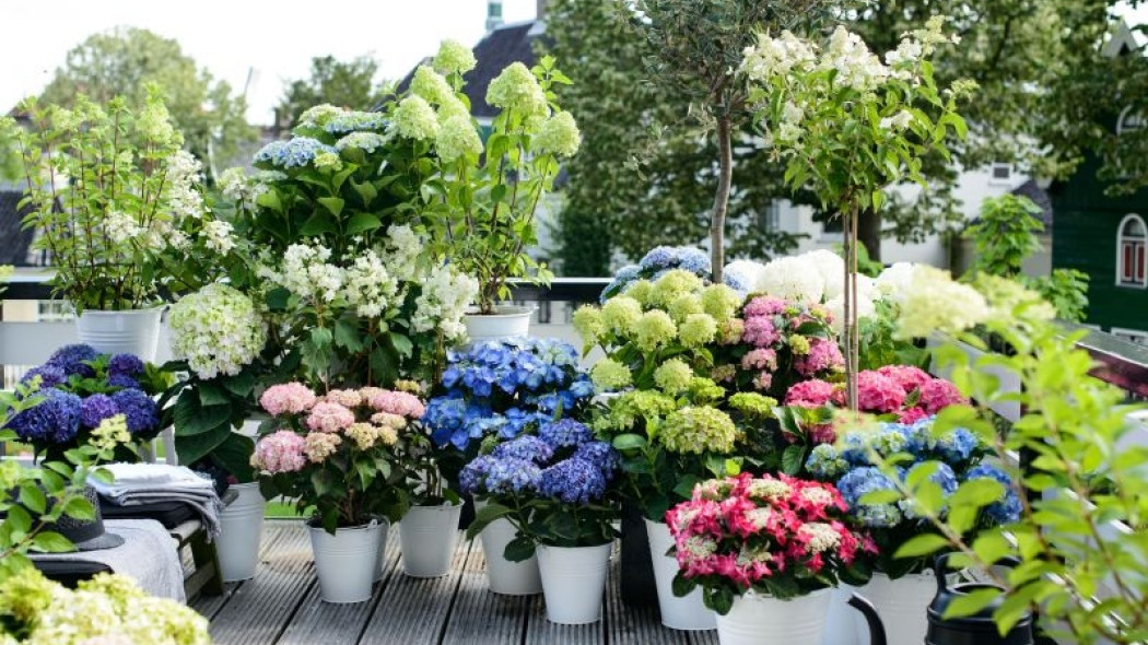 hortensje kwiaty lata na balkonie fot. Flower Council Holland