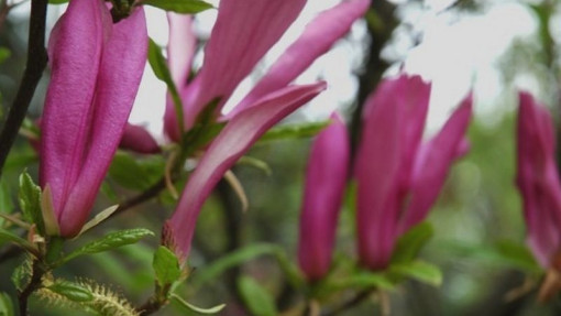 Magnolia 'Susan'