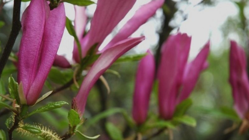 Magnolia Susan fot. Monika Szczepaniak
