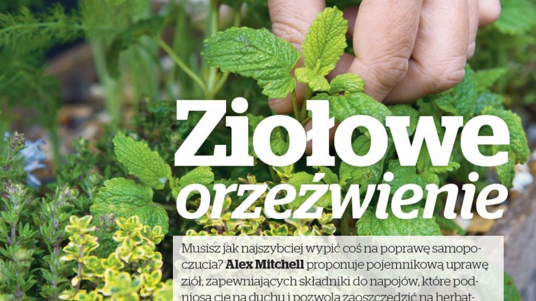 ziołowe orzeźwienie