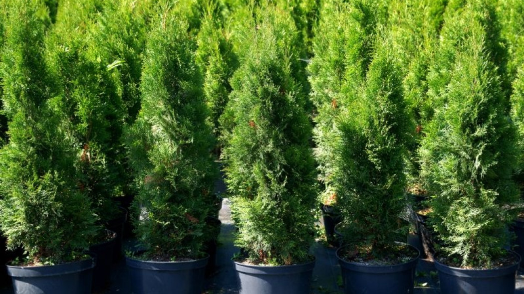 tuje w doniczkach - uprawa tui na balkonie fot. 7monarda - Fotolia.com