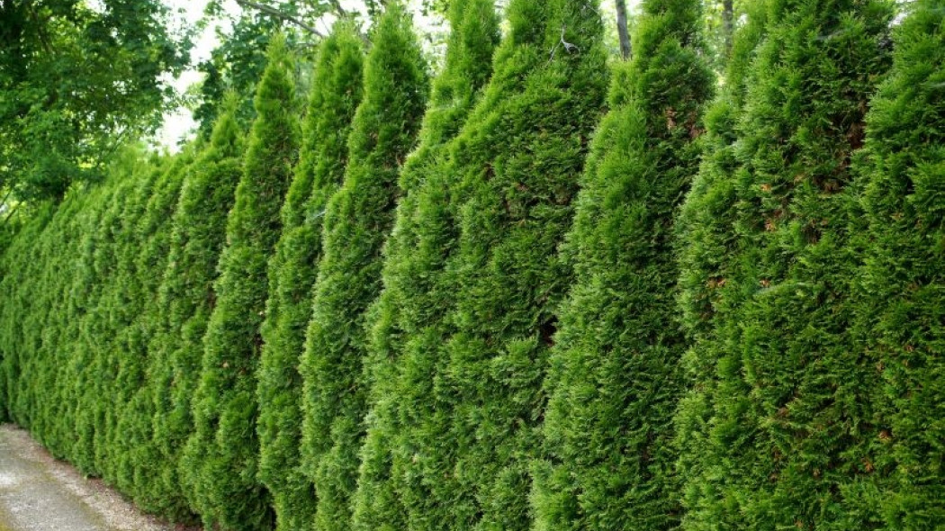 żywopłot z tui fot. 7monarda - Fotolia.com