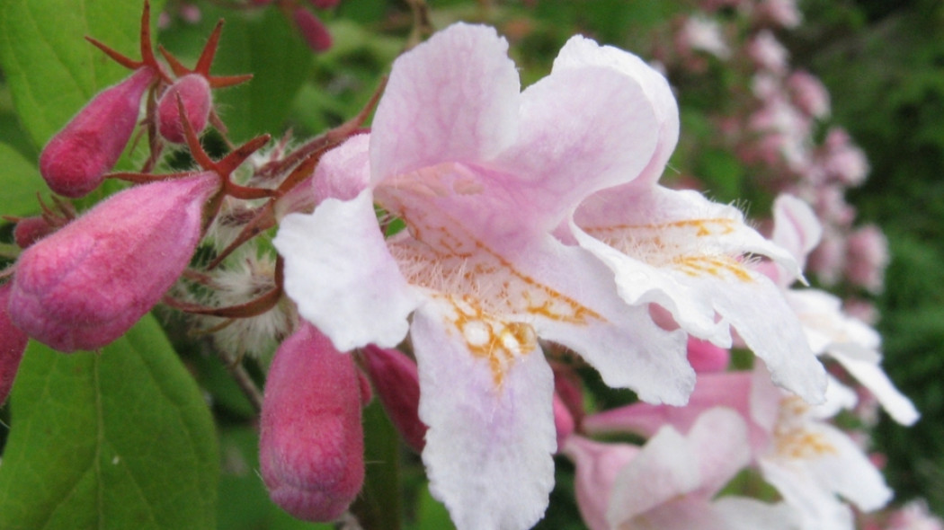 Kolkwicja chińska (Kolkwitzia amabilis)