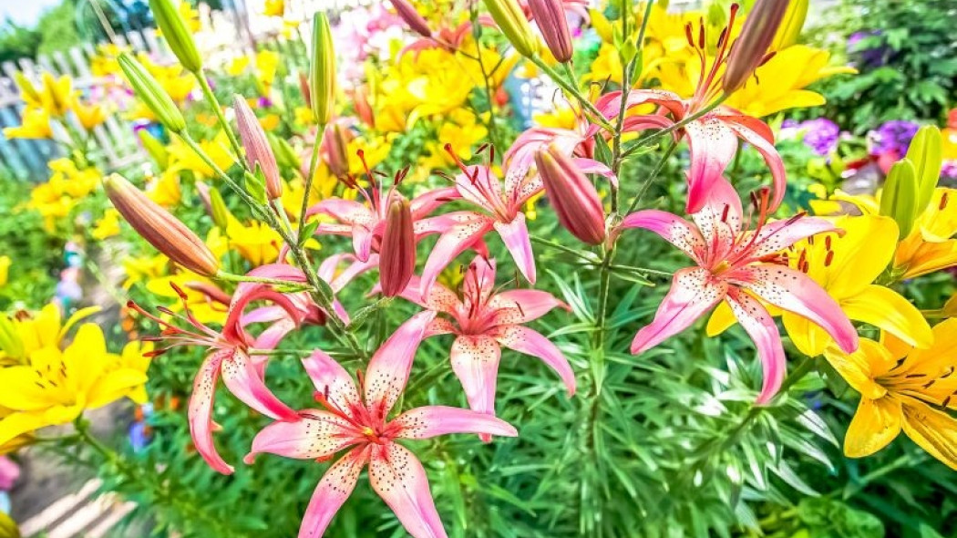 letnie rośliny cebulowe fot. 279photo - Fotolia.com