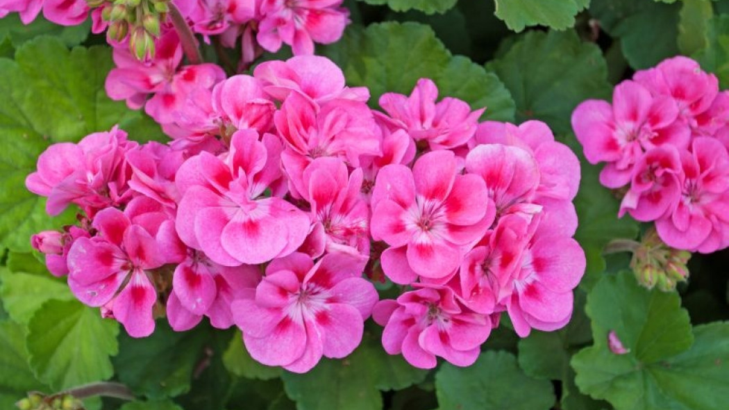 pięknie kwitnąca pelargonia fot. M. Schuppich - Fotolia.com