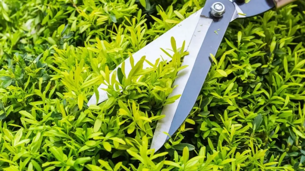 narzędzia do przycinania roślin fot. chungking - Fotolia.com