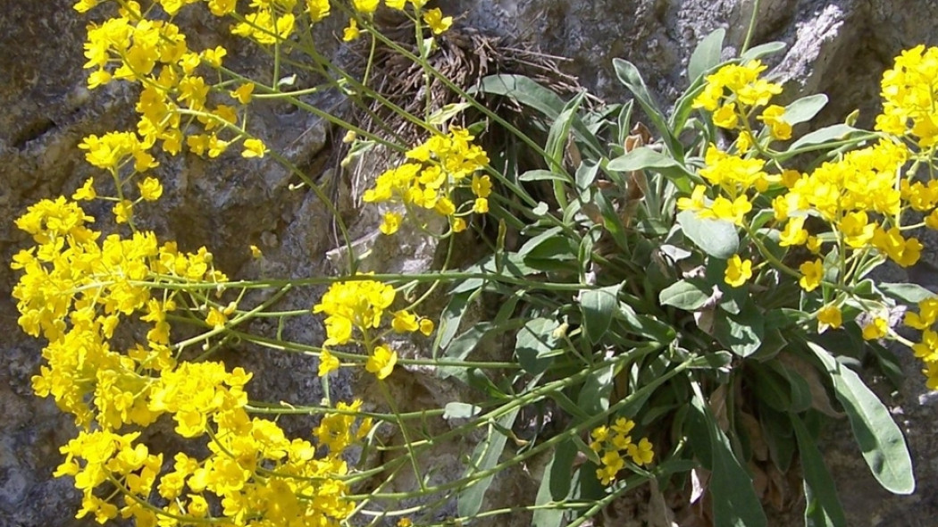 Smagliczka skalna (Aurinia saxatilis)