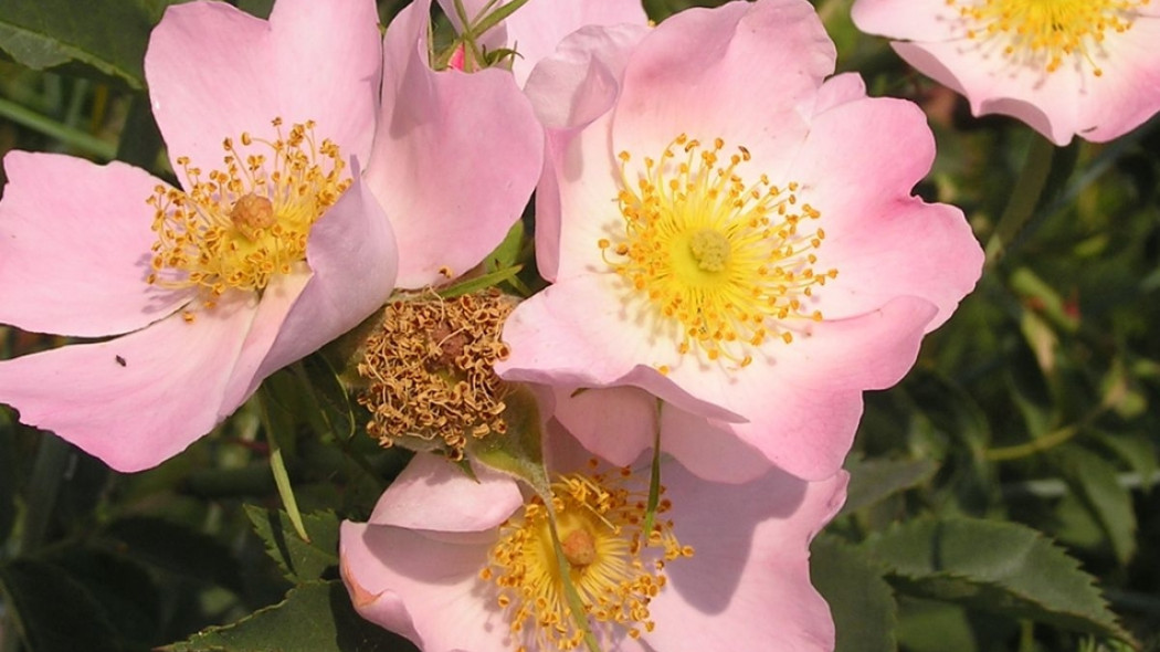 dzika róża Rosa cannia fot. Andrew Butko CC BY-SA 3.0 Wikimedia Commons