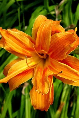 liliowiec ogrodowy fot. FionaV - Pxabay.com