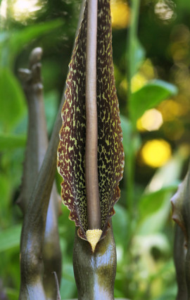 Sauromatum venosum
