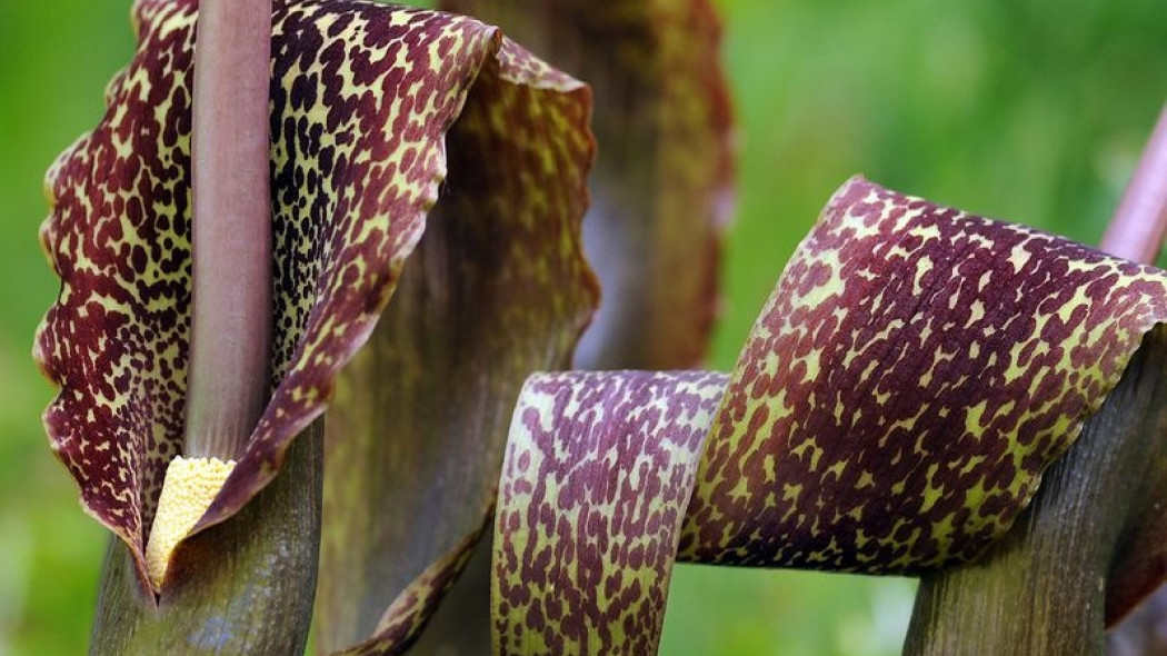 Lilia Voodoo Sauromatum venosum fot. iBulb