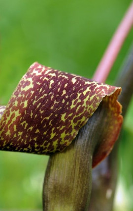 Sauromatum venosum