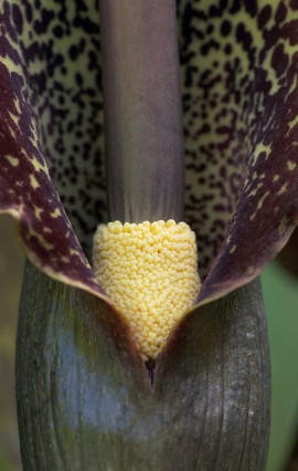 Sauromatum venosum