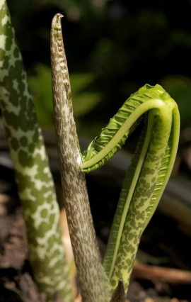 Sauromatum venosum