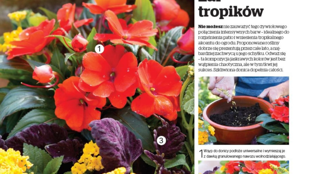 Dekoracja sezonu Żar tropików