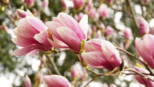 Przemarzanie kwiatów magnolii | Jak je zabezpieczyć przed zimnem?