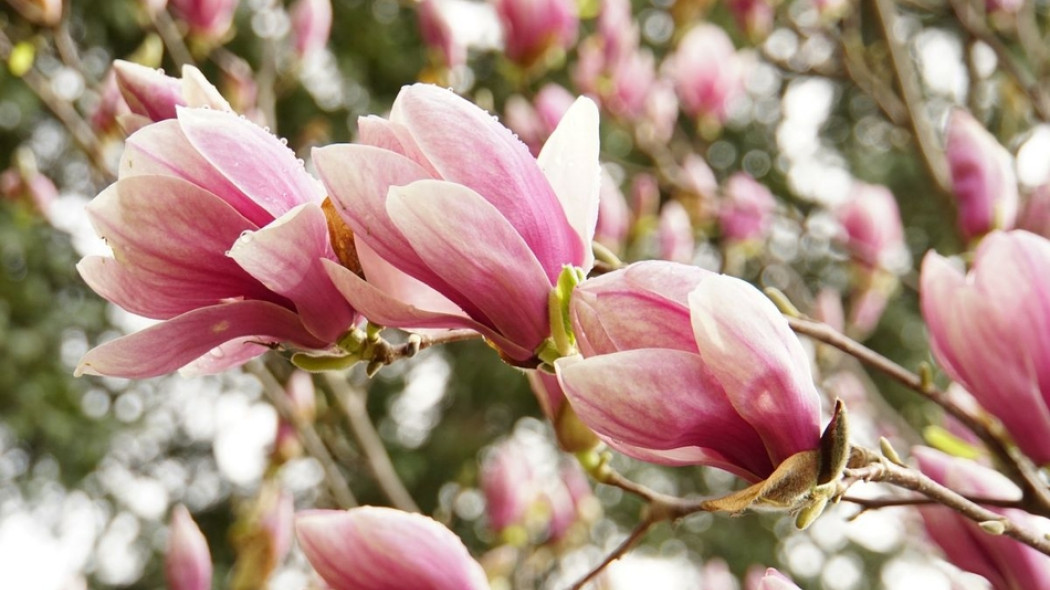 dlaczego magnolia nie kwitnie fot. angelac72 - Pixabay.com