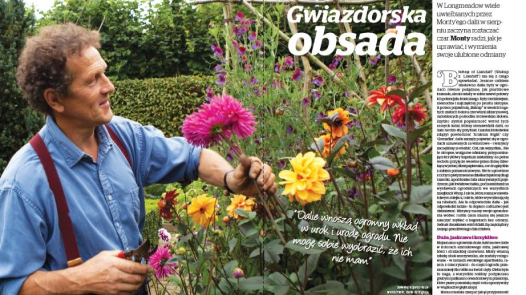 Dalie - gwiazdorska obsada