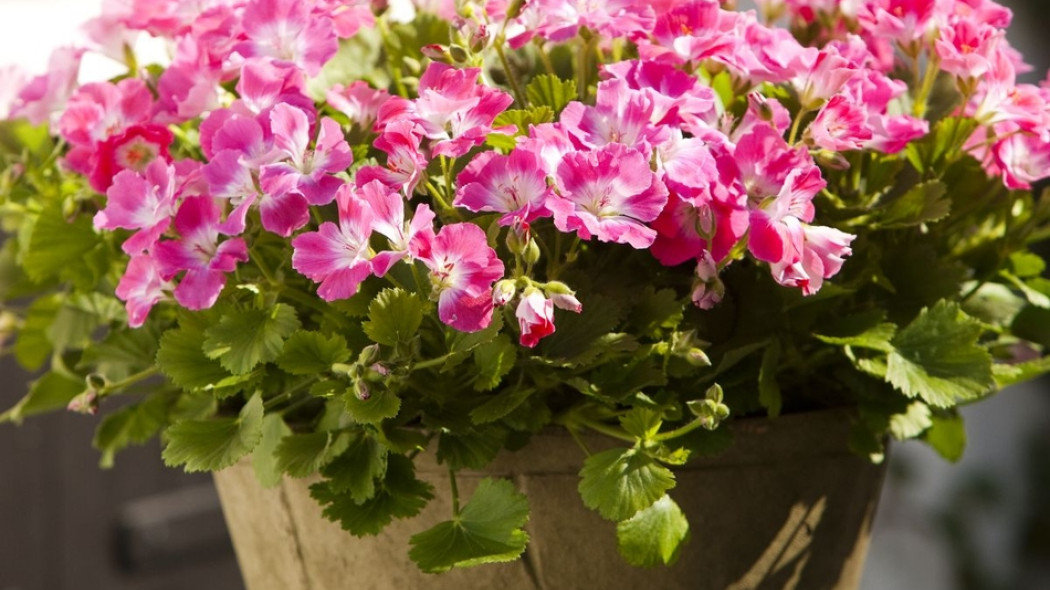 pelargonia angielska fot. Flora Dania