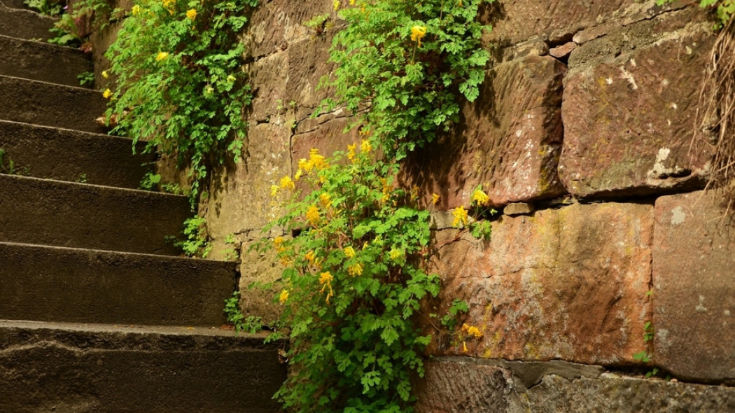 mur skarpa fot. condesign - Pixabay.com
