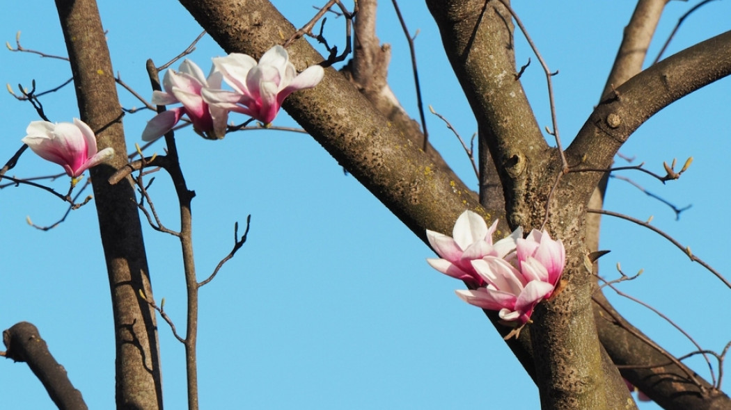 magnolia fot. Paul Wellauer - Pixabay.com