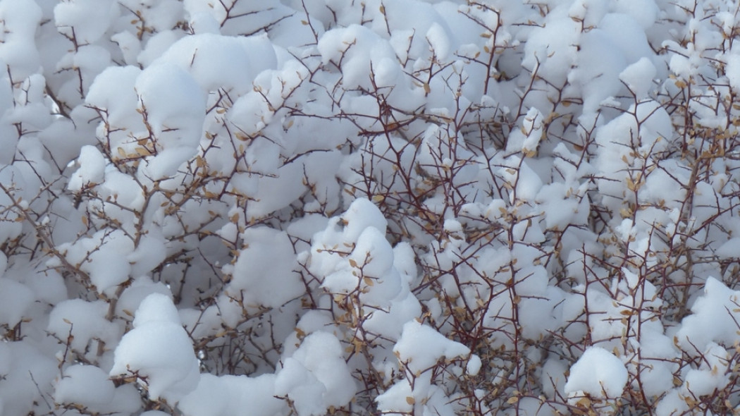 roślina przysypana śniegiem fot. TechPhotoGal - Pixabay.com