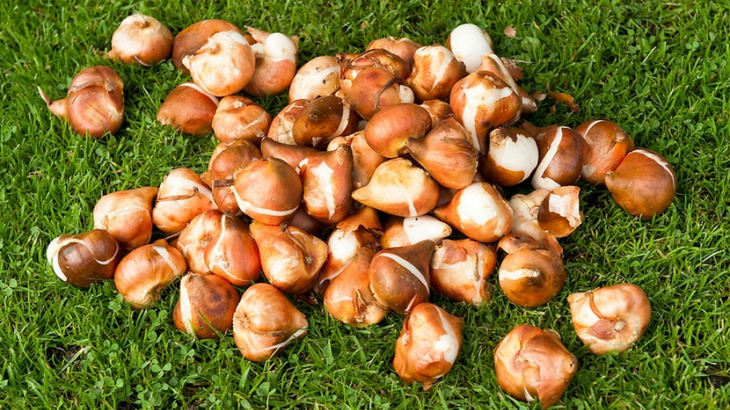 cebulki kwiatowe fot. iBulb