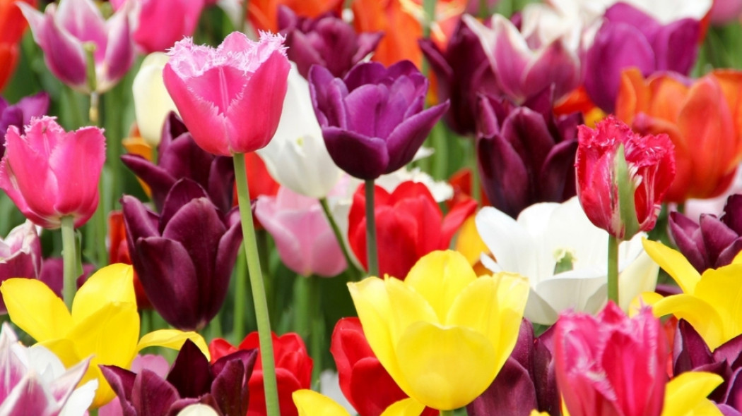 tulipany wiosenne kwiaty cebulowe fot. Peggy und Marco Lachmann-Anke - Pixabay.com