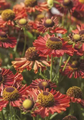 Helenium Ranchera