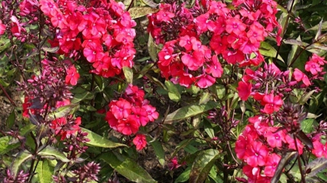 Phlox Starfire fot.  G. Falkowski