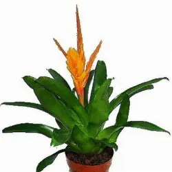 Frizea lśniąca odmiana pomarańczowa (Vriesea splendens), fot. www.szwedzio.pl 