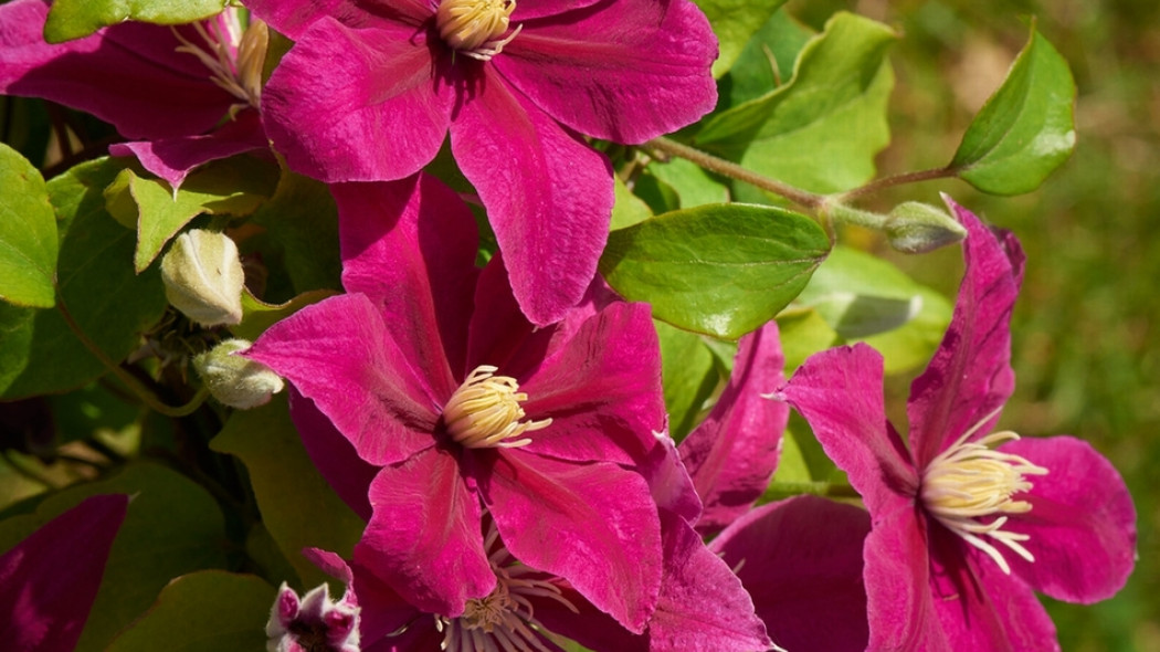 powojnik clematis kwiat fot. Flora Dania
