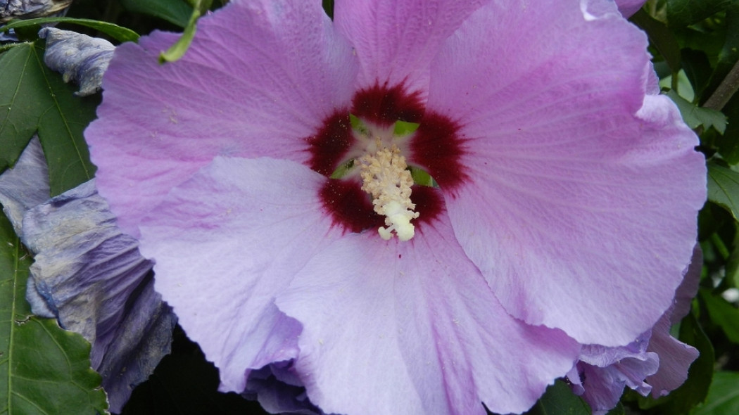 ketmia w ogrodzie fot. Schubidu - Pixabay.com