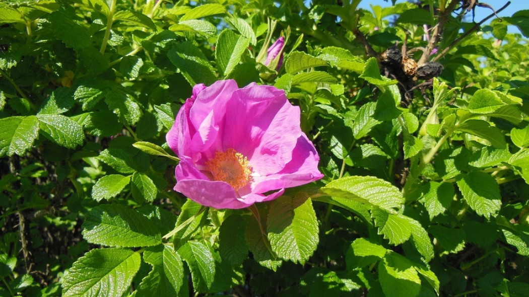róża pomarszczona Rosa rugosa fot. Susbany - Pixabay.com