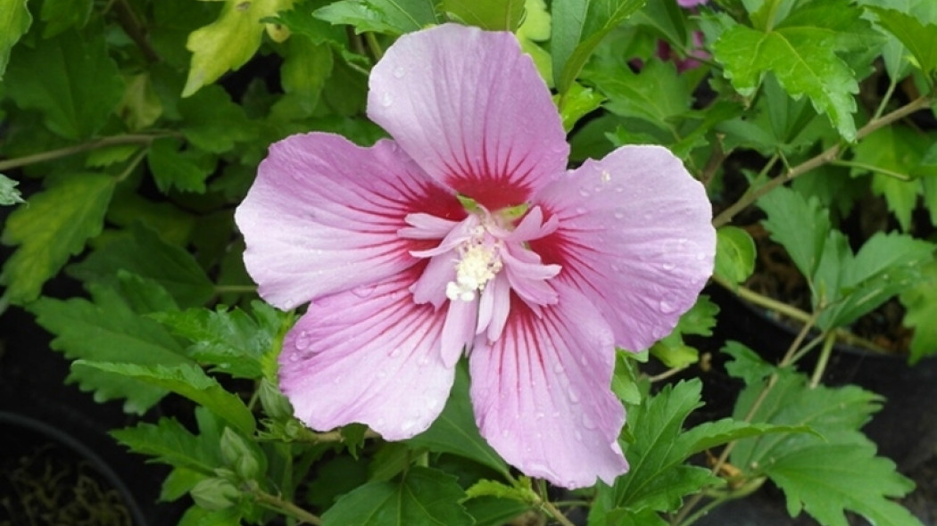Ketmia syryjska Hibiscus syriacus Woodbridge fot. Grzegorz Falkowski