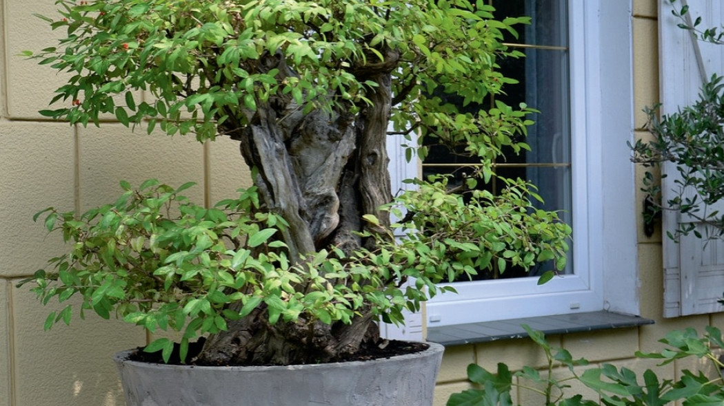 ogród z drzewkami bonsai