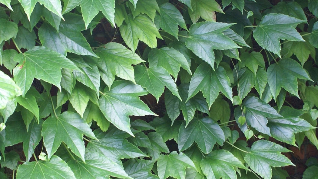 Parthenocissus tricuspidata Veitchii fot. Grzegorz Falkowski