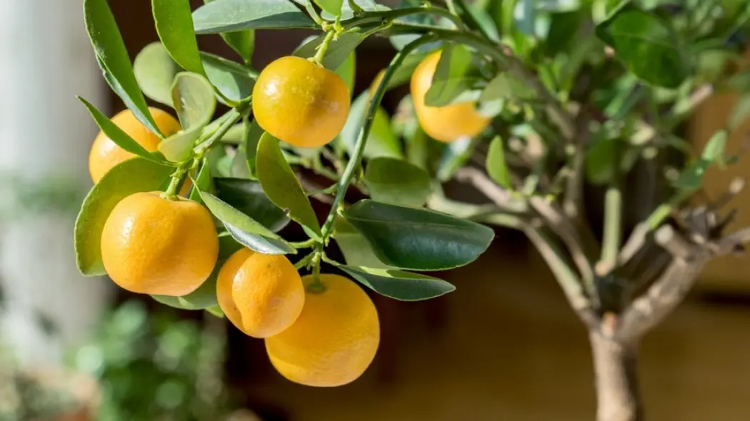 uprawa cytrusów w domu fot. Cora Muller - Fotolia.com