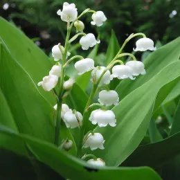 biała konwalia majowa fot. Thomas Jh. Baumann - Pixabay.com