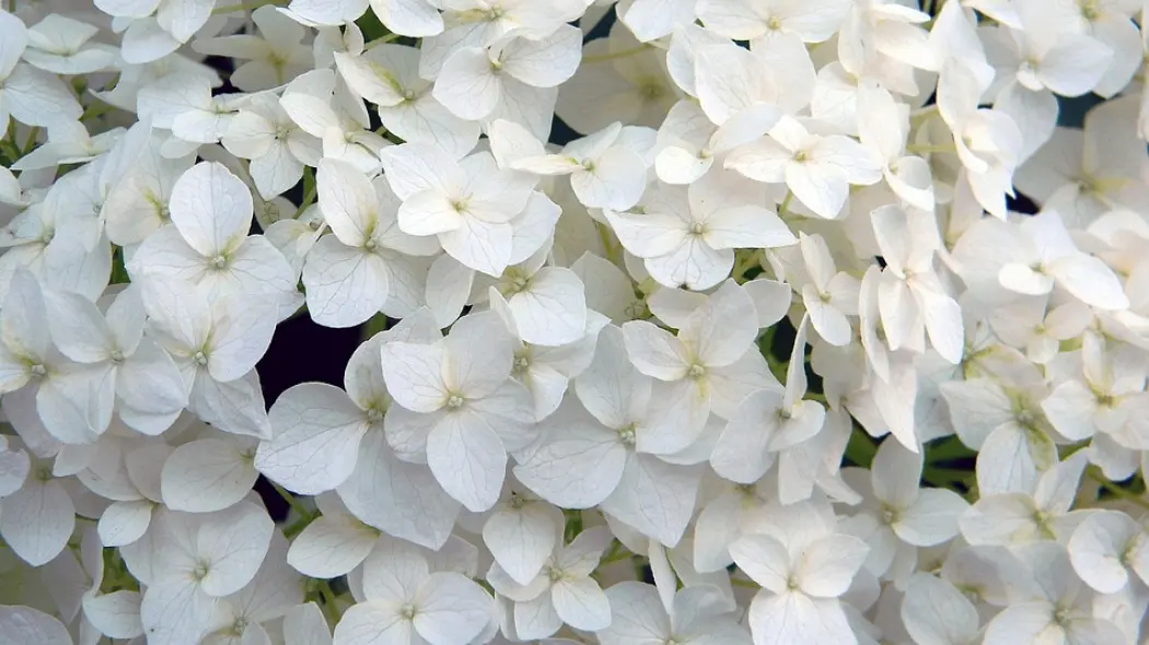 białe kwiaty ogrodowe fot. Alina Kuptsova - Pixabay.com